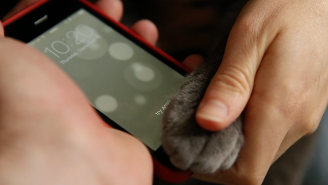 cat iphone5s fingerprint