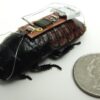 remote cockroach 09 06 12 01