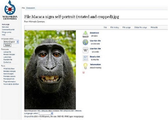 Monkey selfie 01 600
