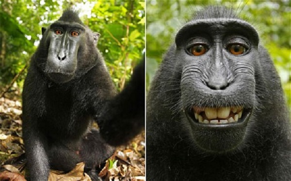 Monkey selfie 02 600