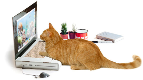 cat laptop 600 01