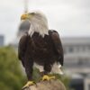 2950978 eagel vision bts sidney and city background