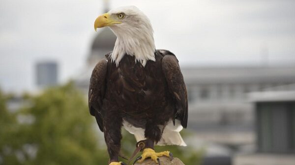 2950978 eagel vision bts sidney and city background