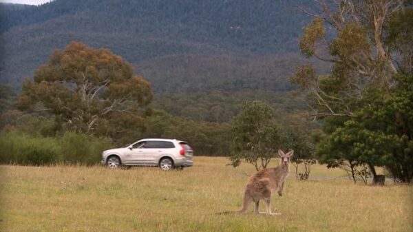 volvo kangaroo avoidance technology 600 01