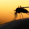 Zika killing mosquitoes 600 01