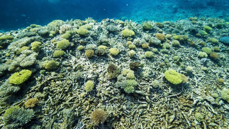 Great Barrier Reef 2