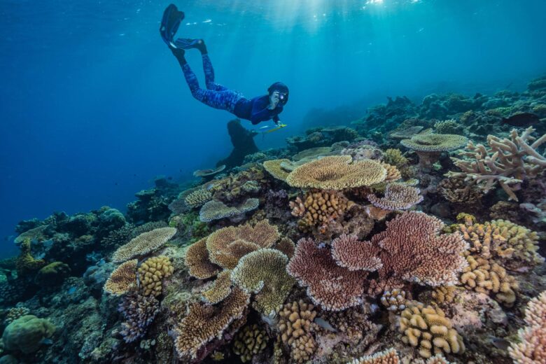 Great Reef Census Snorkeler