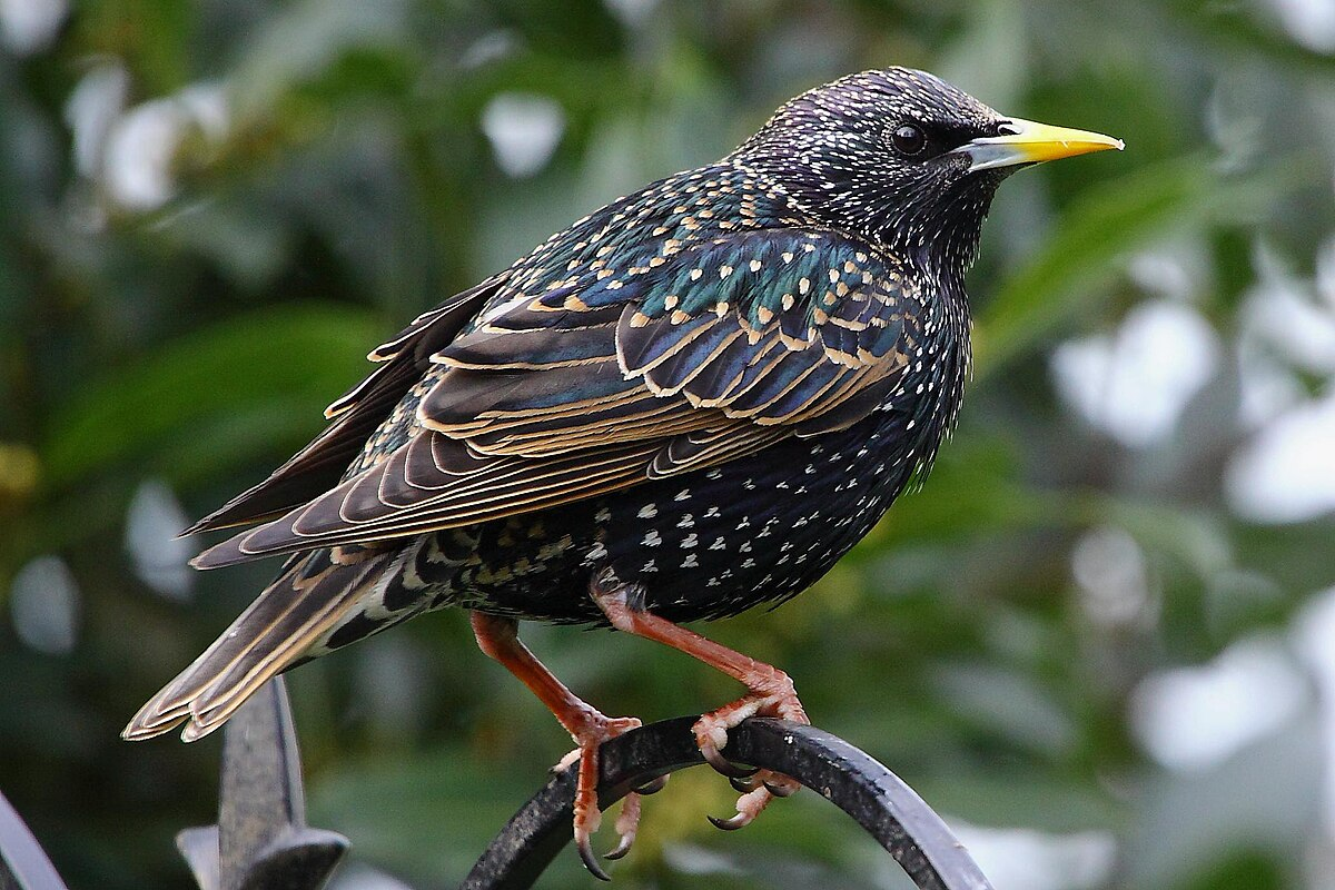 The Common Starling