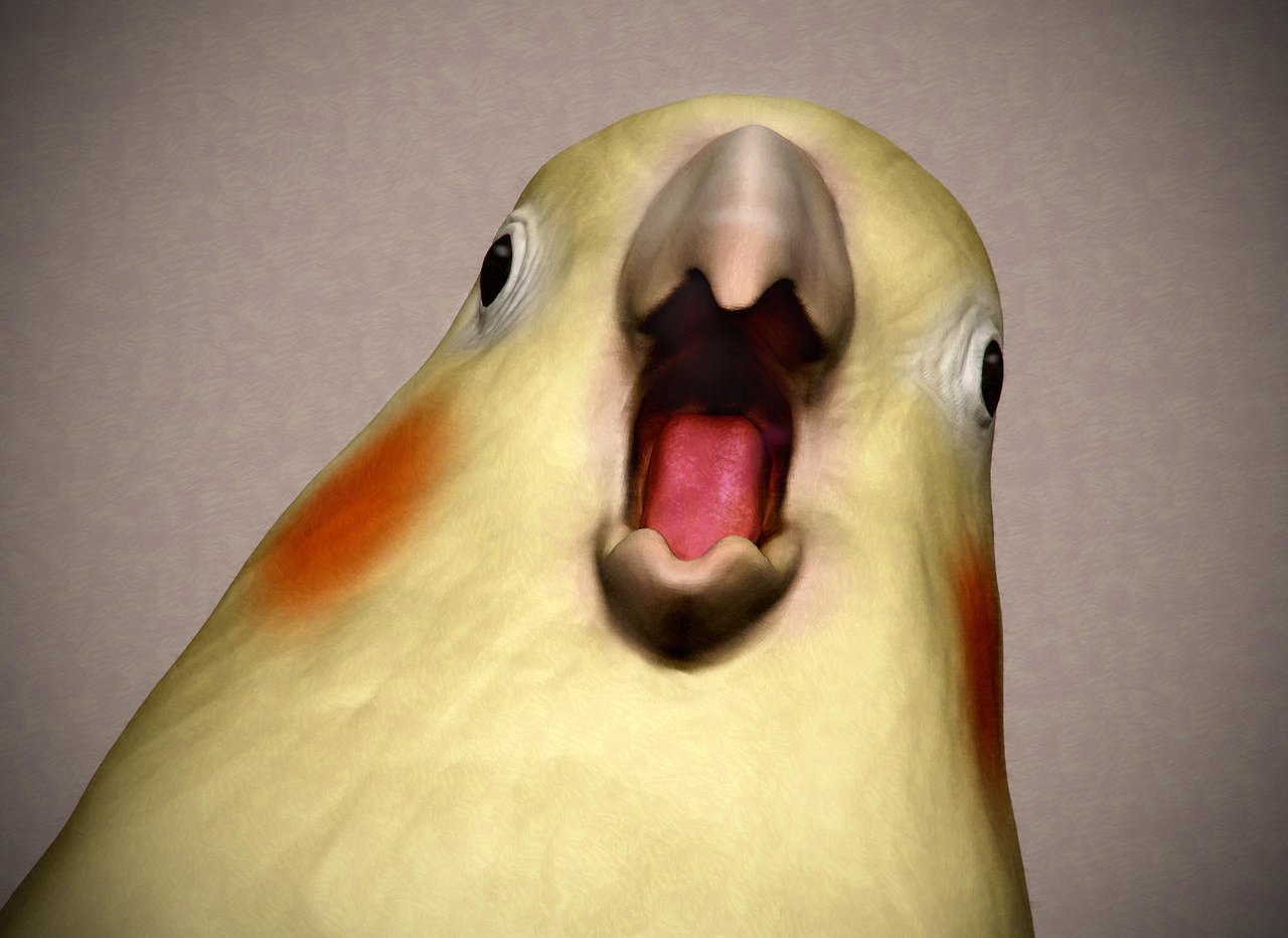 Cockatiel Meme