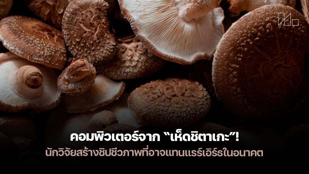 เห็ดชิตาเกะ shiitake computer memristor