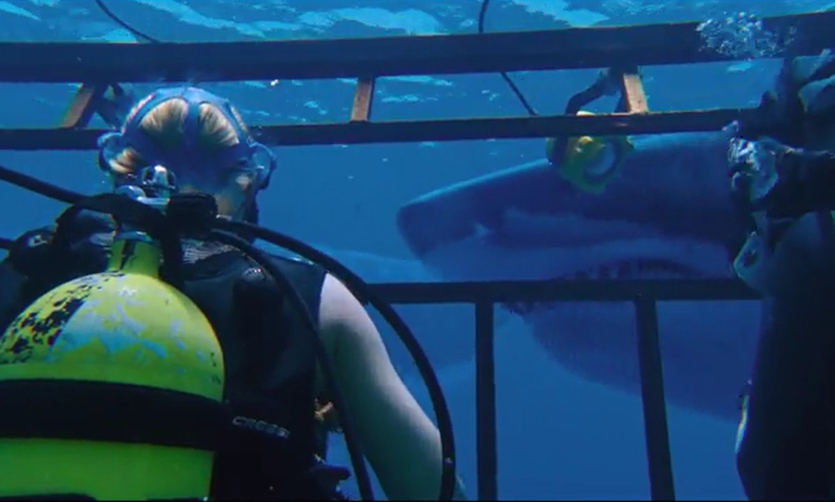 หนังฉลาม