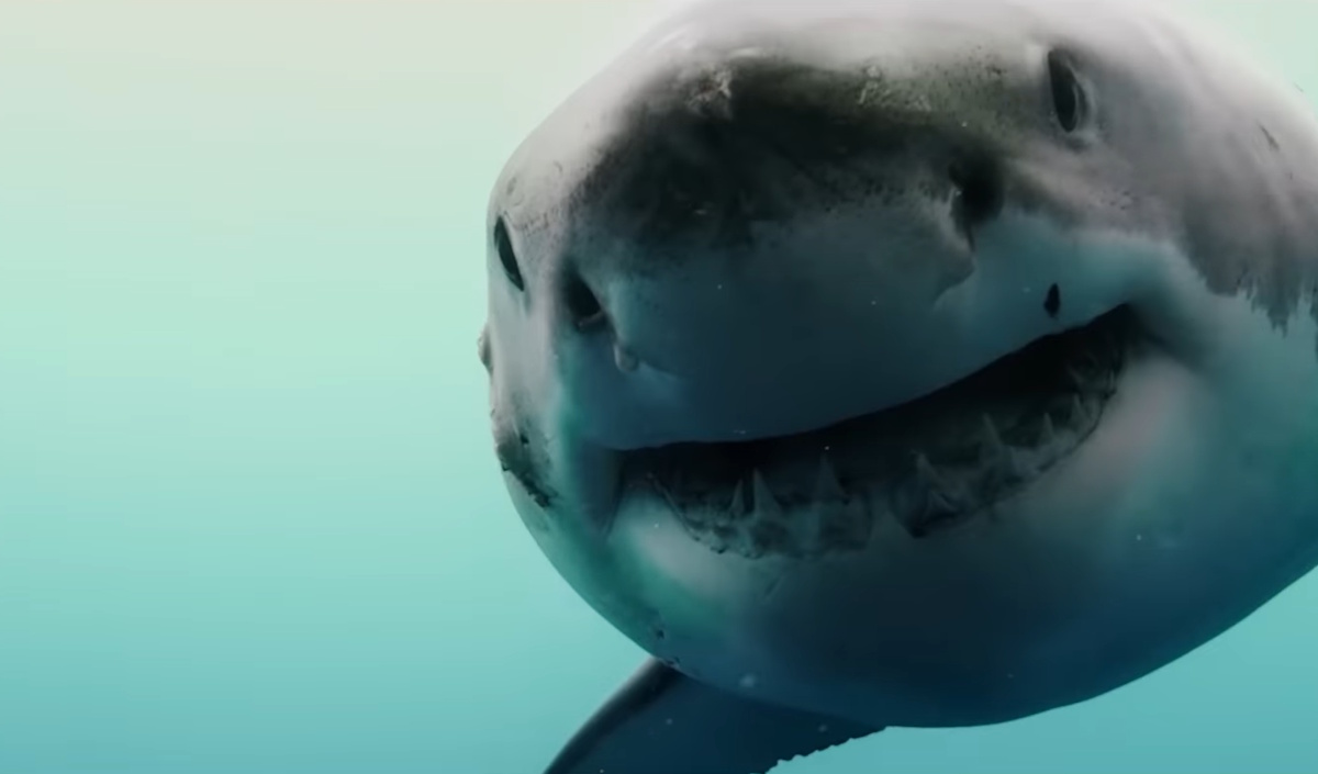 หนังฉลาม